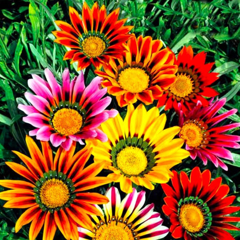 Graffiti GRDN Showy Gazania flowers brighten sunny beds with vibrant multicolored petals.