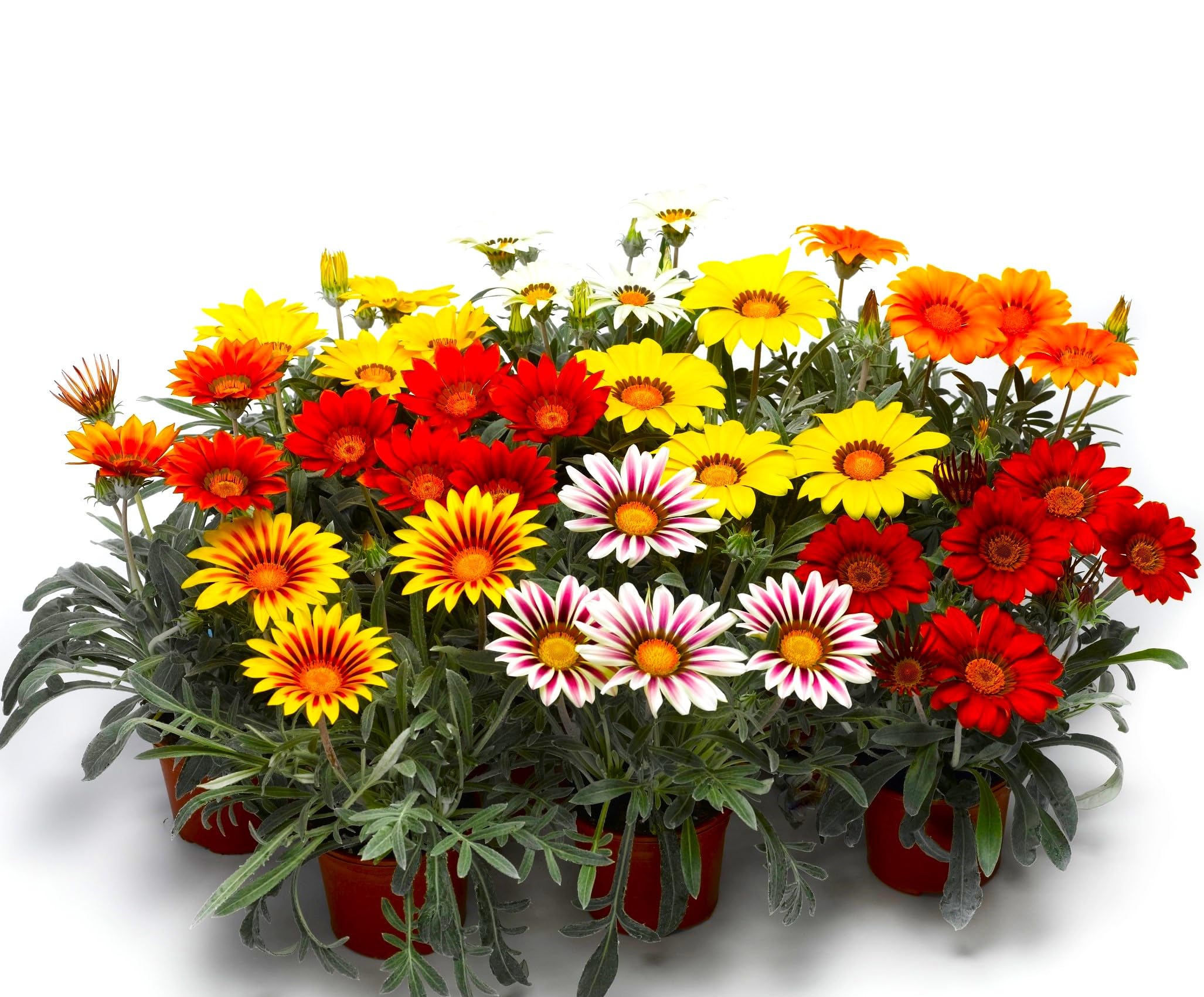 Graffiti GRDN Sun-loving daisy Gazania seeds bring cheerful color to sunny yards.