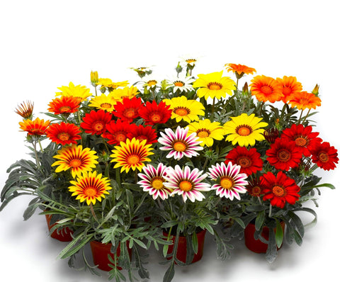 Graffiti GRDN Sun-loving daisy Gazania seeds bring cheerful color to sunny yards.