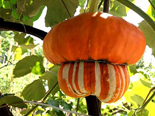 Graffiti GRDN Turks Turban ripe decorative fruit with sunlit, colorful skin.