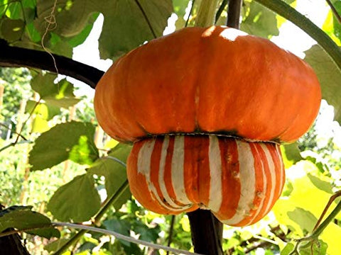 Graffiti GRDN Turks Turban ripe decorative fruit with sunlit, colorful skin.
