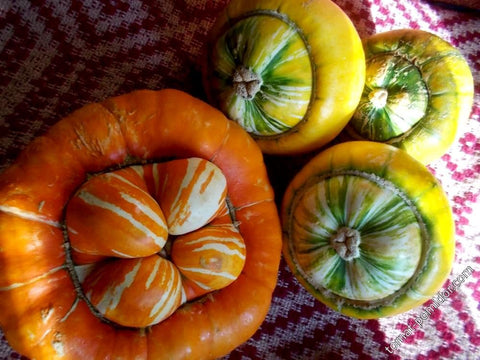 Graffiti GRDN Turks Turban immature pumpkin with mushroom-like shape forming.