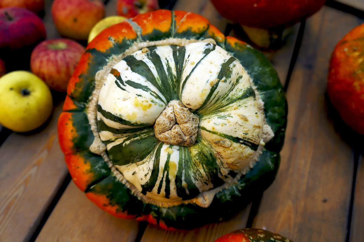 Graffiti GRDN Turks Turban pumpkin climbing a trellis for ornamental shading.