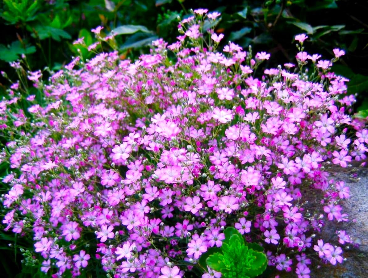 Graffiti GRDN wall edge planting featuring pink babys-breath for texture.