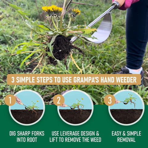 Grampa's Weeder removes weeds without chemicals for a safer garden.