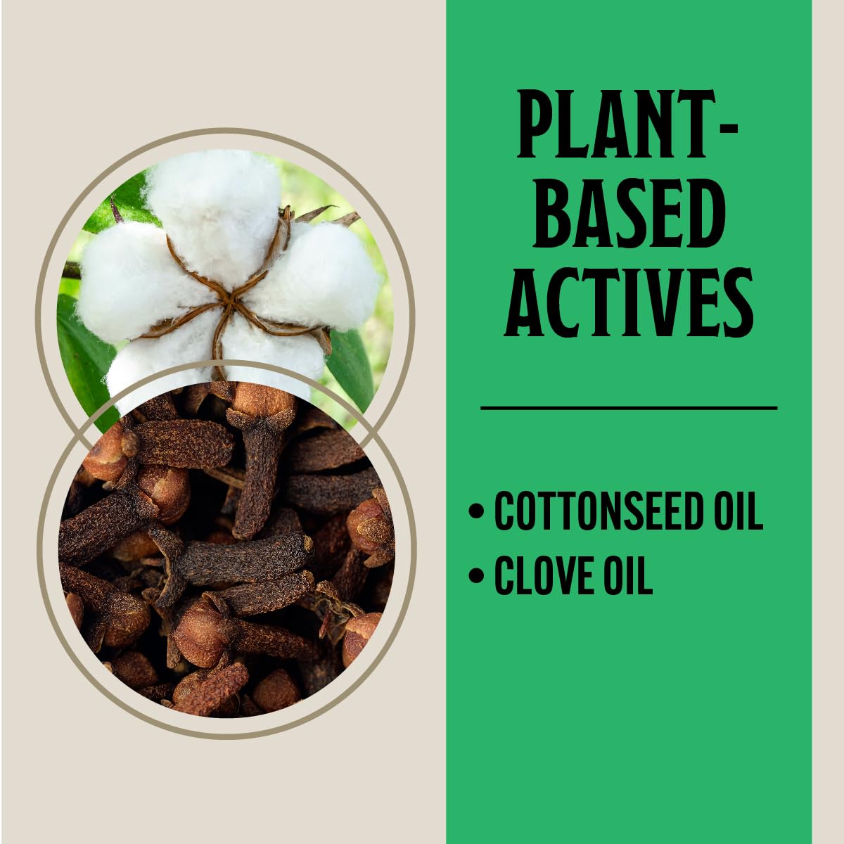 Grandpa Gus's Clove Oil-Label Closeup highlights natural scent and active ingredients.