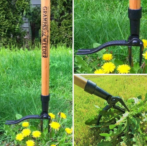Grampa's Weeder ideal for softer soils after watering.