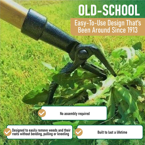 Grampa's Weeder in use simplifies garden weeding without bending.