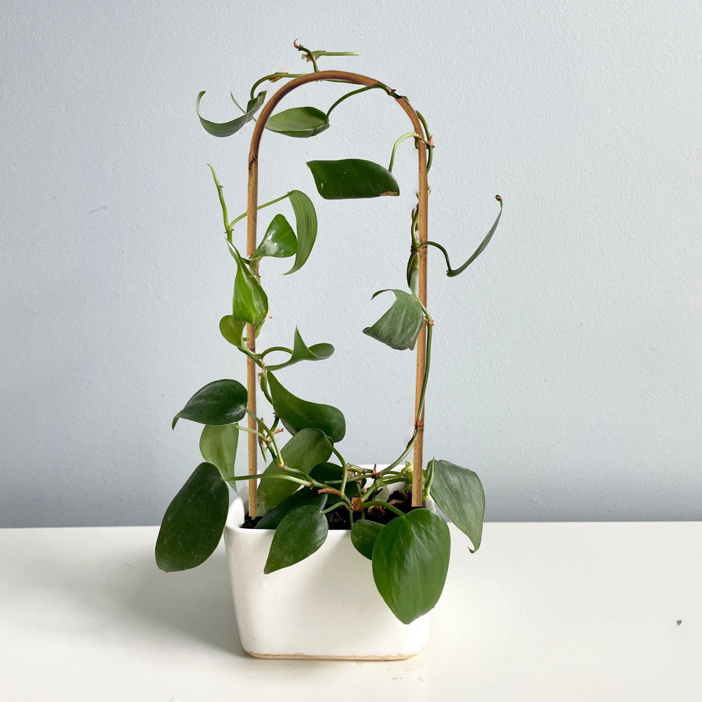 Grassen arch-stake plant support helps vines grow upward