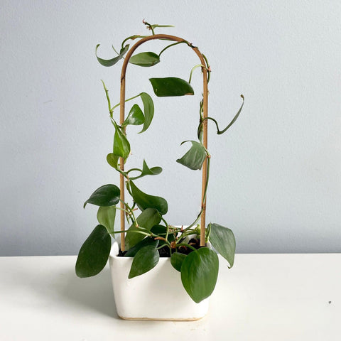 Grassen arch-stake plant support helps vines grow upward
