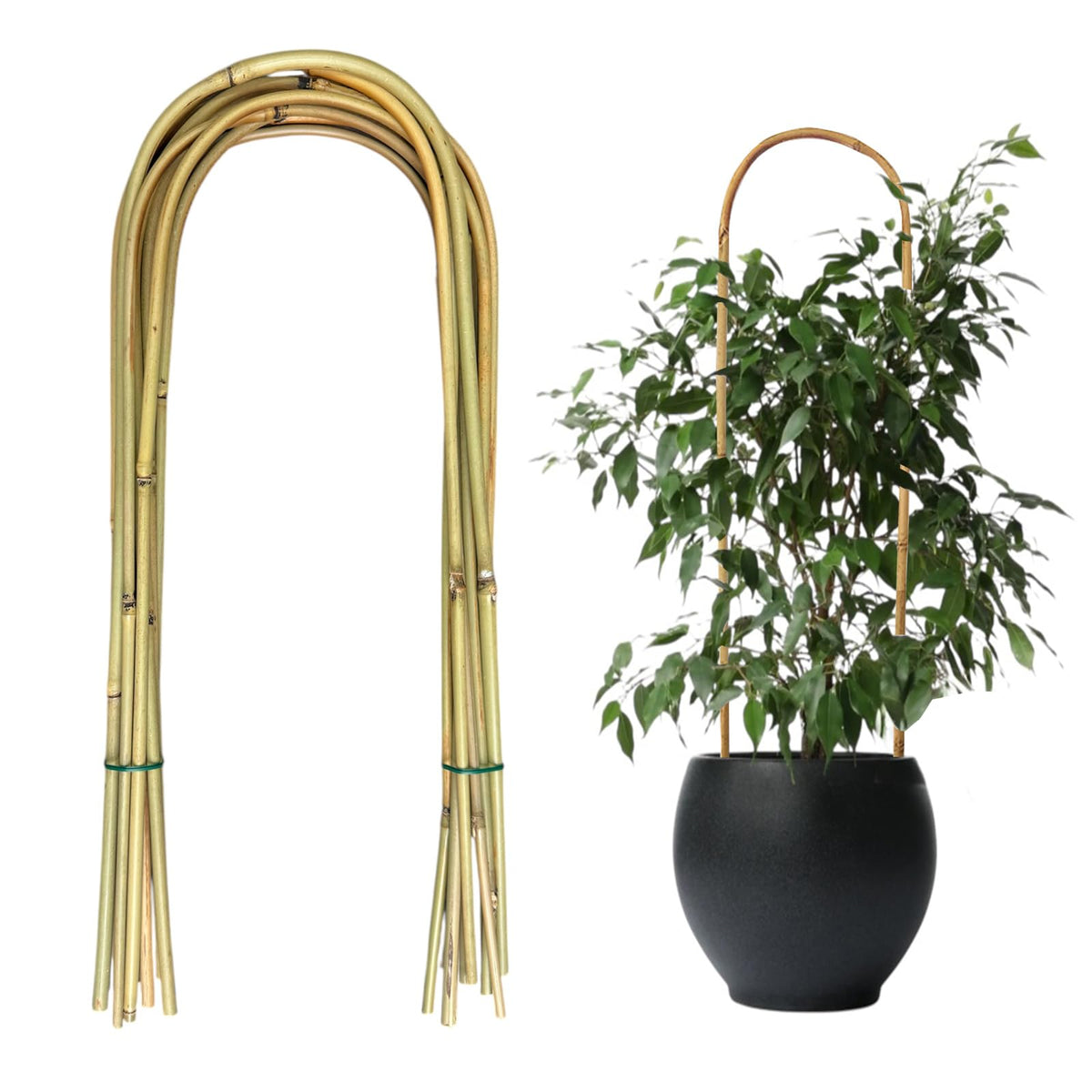 Grassen bamboo U-trellis 16inch – sturdy support for climbing vines