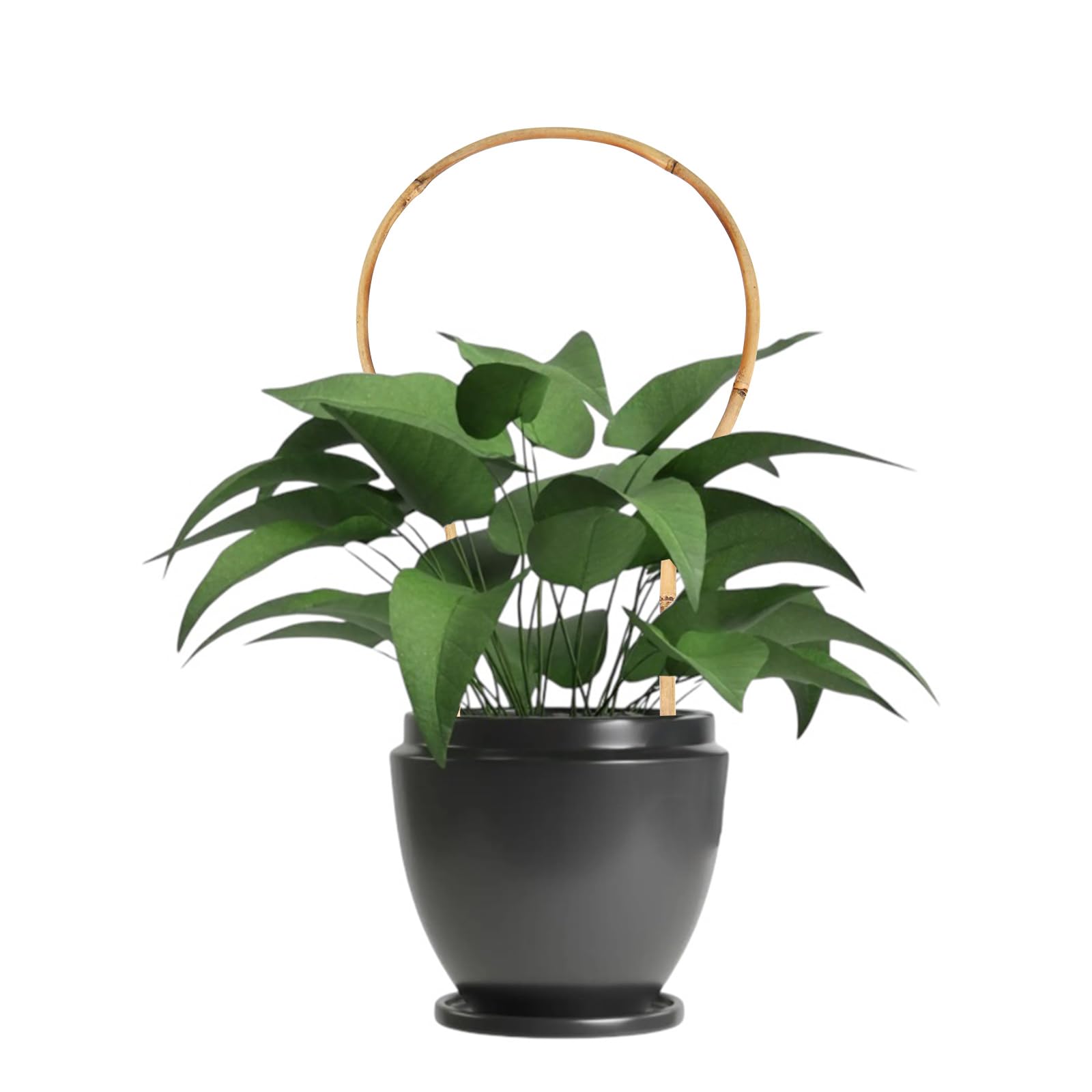 Grassen decorative hoop stake for potted hoya promotes tidy growth.