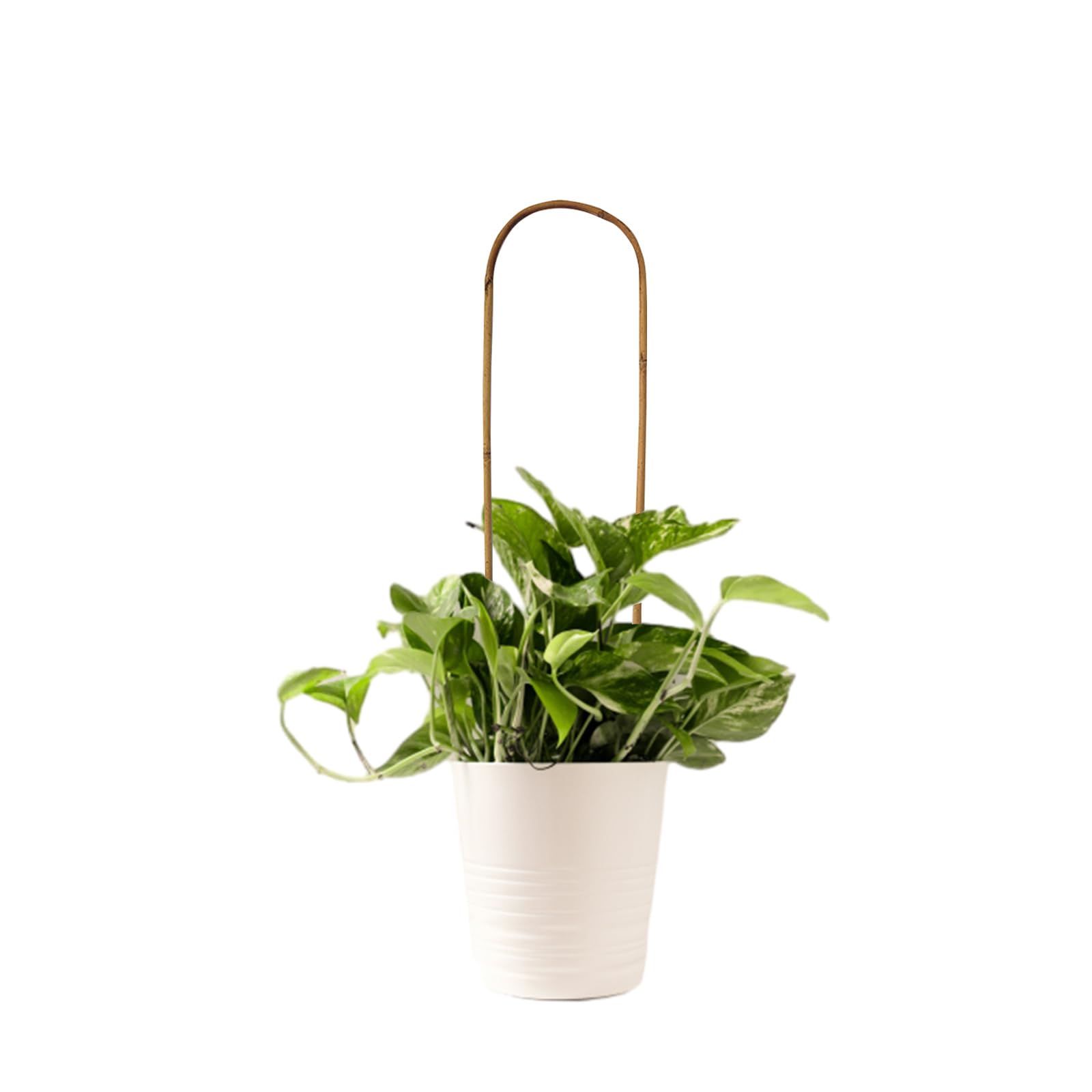 Grassen eco-friendly bamboo frame with rust-resistant ties