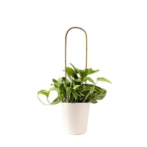 Grassen eco-friendly bamboo frame with rust-resistant ties