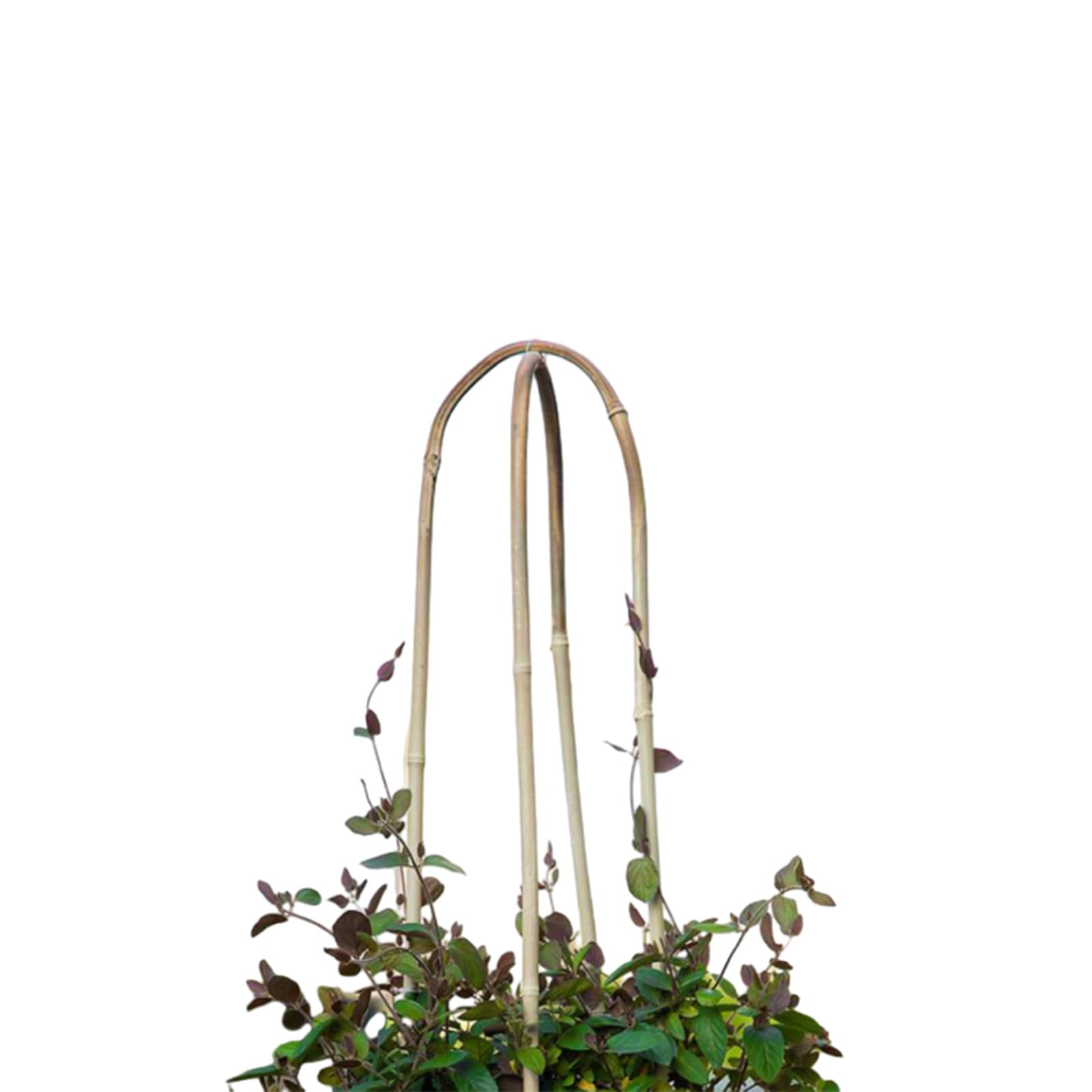 Grassen 20-pack ties included for secure trellis setup