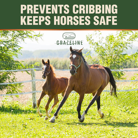 Grazeline fence tape in use around a safe, horse-friendly boundary
