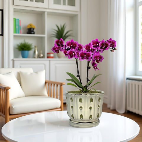 Grdthzey ceramic orchid pot 6in cream interior close-up with glazed interior