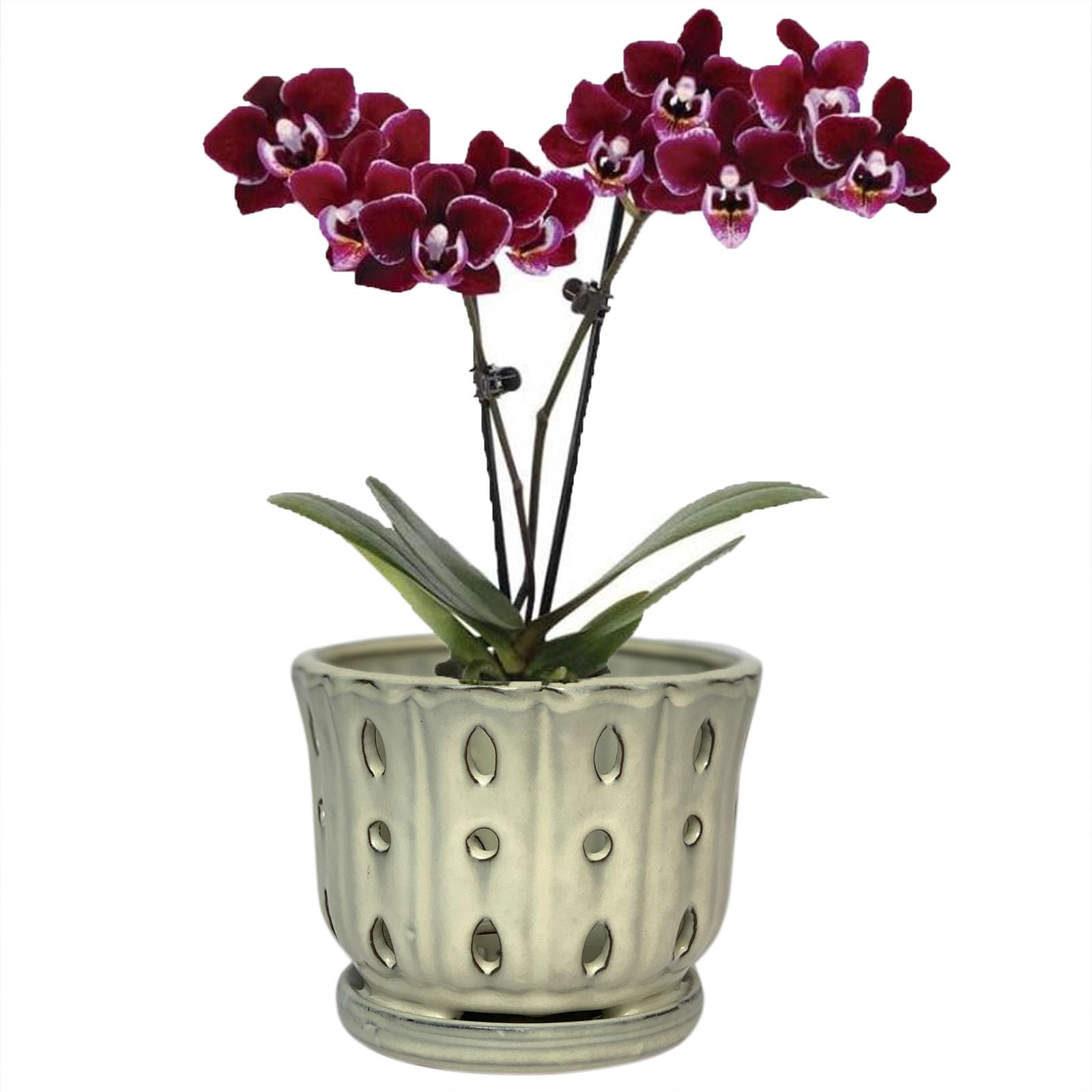 Grdthzey ceramic orchid pot front view in cream for elegant indoor display