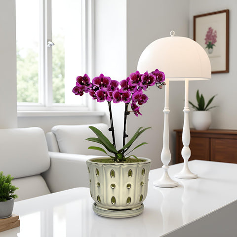 Grdthzey ceramic orchid pot packaging image shows empty pot ready for planting