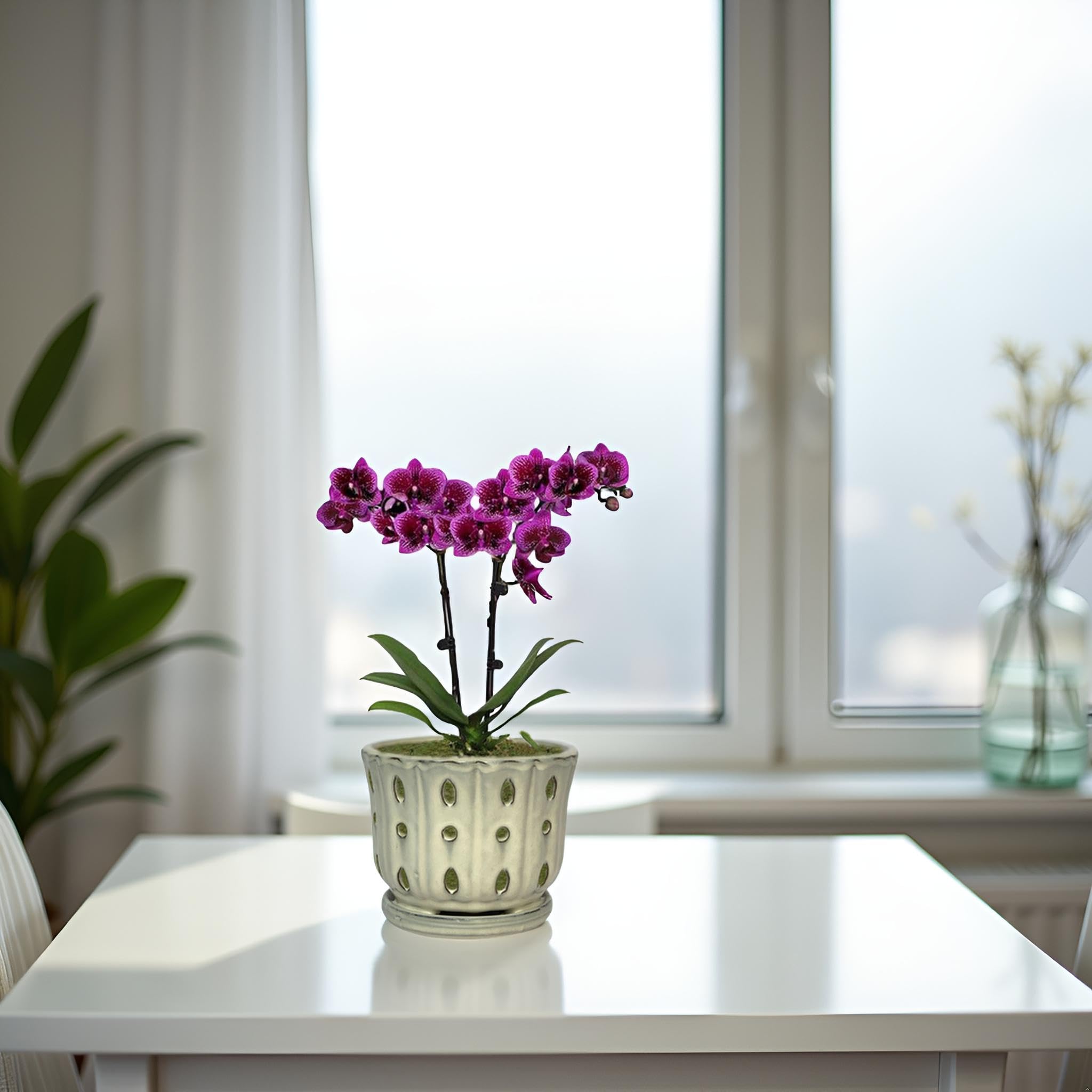 Grdthzey ceramic orchid pot on a window sill showing clean cream look