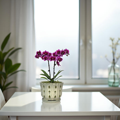 Grdthzey ceramic orchid pot on a window sill showing clean cream look