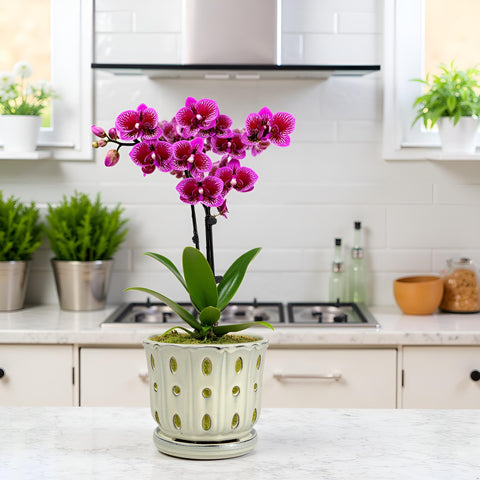 Grdthzey ceramic orchid pot with saucer close-up showing drainage hole for healthy roots