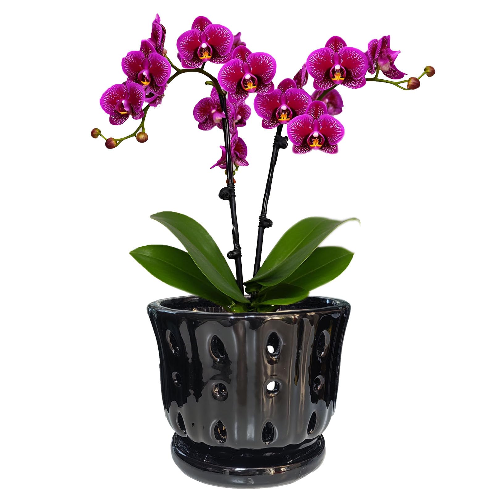 Grdthzey ceramic orchid pot with attached saucer for a neat indoor display.