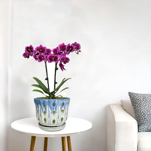 Grdthzey orchid pot bottom drainage hole helps prevent waterlogging.
