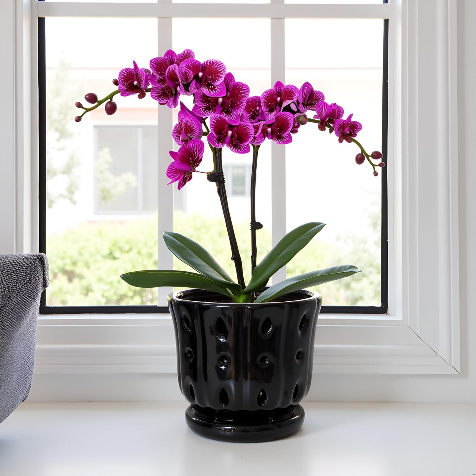 Grdthzey orchid pot on a windowsill arrangement for natural light.