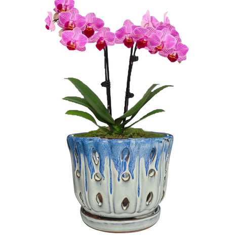 Grdthzey orchid pot with timeless color for indoor greenery.