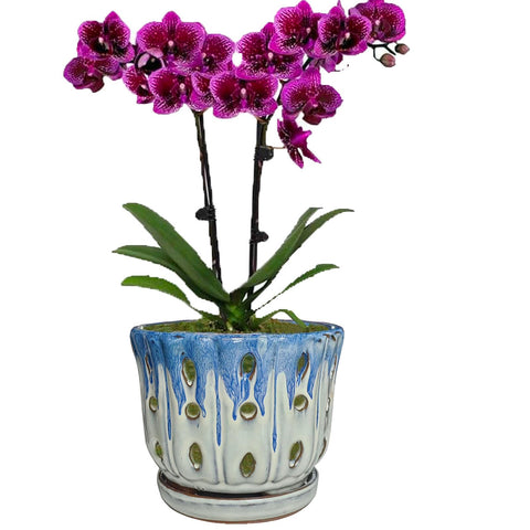 Grdthzey ceramic pot classic blue-white color complements any plant.