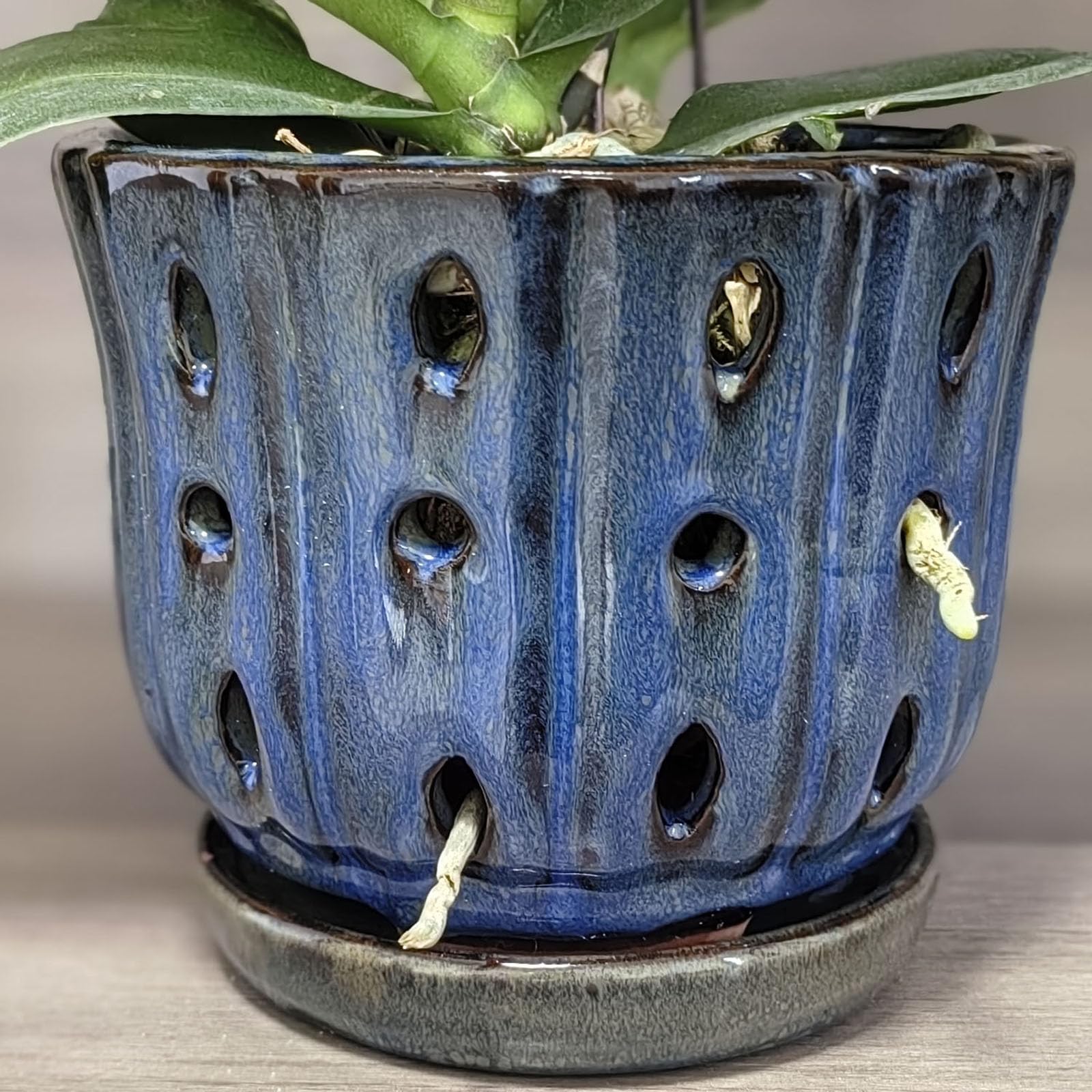 Grdthzey dark blue orchid pot front view for display inspiration.