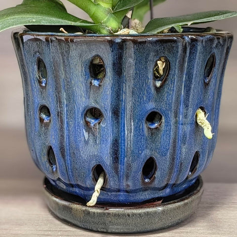 Grdthzey dark blue orchid pot front view for display inspiration.