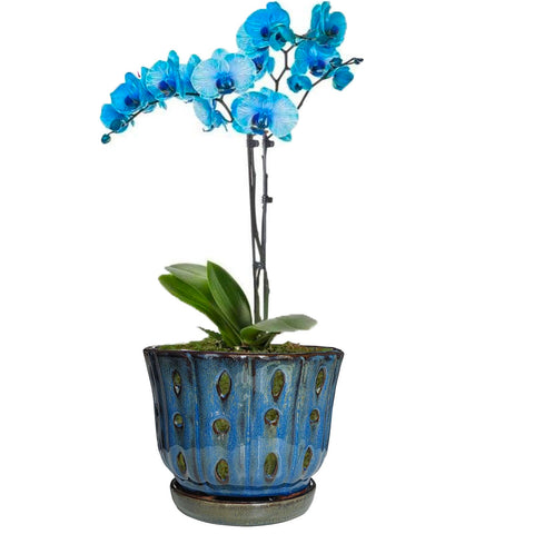 Grdthzey packaging includes one pot ready for immediate use.