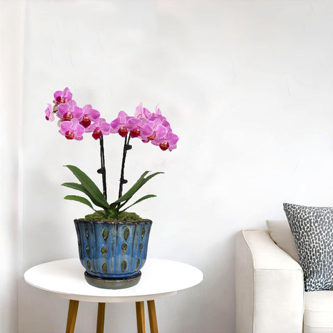 Grdthzey orchid pot bottom drainage holes promote healthy root drainage.