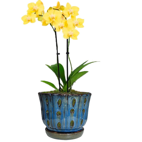 Grdthzey blue orchid pot ideal for kitchen counter décor.