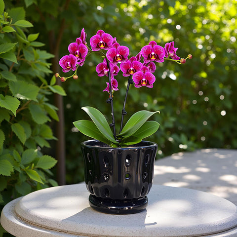 Grdthzey pot ships empty; plant not included for flexible setups.