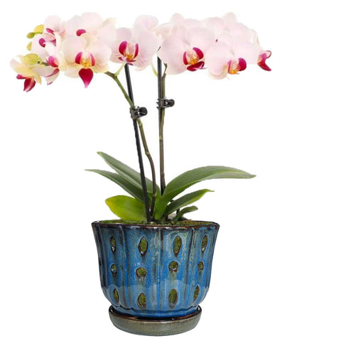 Grdthzey modern decorative plant pot suitable for sunny ledges.