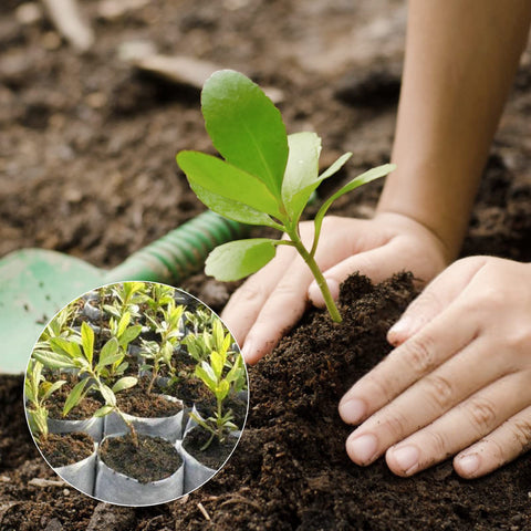 GREANER eco-friendly biodegradable bags reduce waste while supporting direct planting.