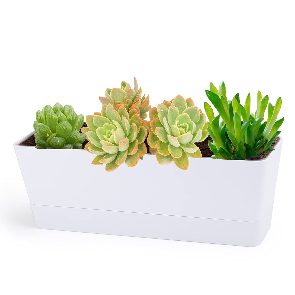 GREANER herb planter with tray on sunny windowsill for easy herb growth