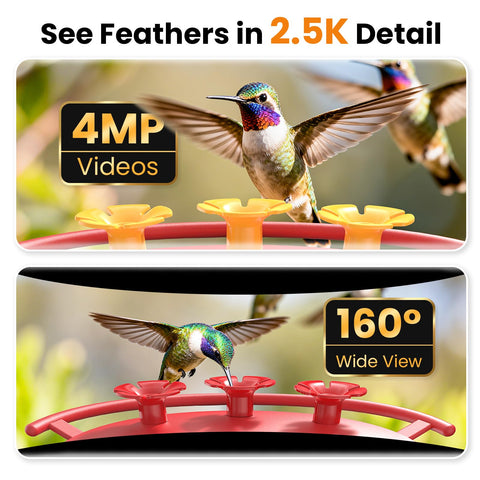 Color night vision preserves true colors as hummingbirds visit at dawn and dusk