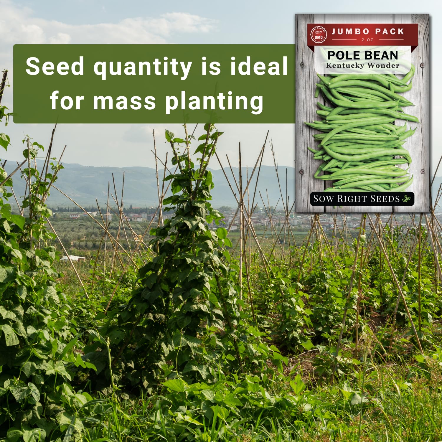 Bright green bean pods glisten as they mature for steaming