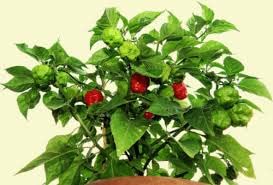 Green Aji Gustoso peppers hanging on the plant ready for harvest.