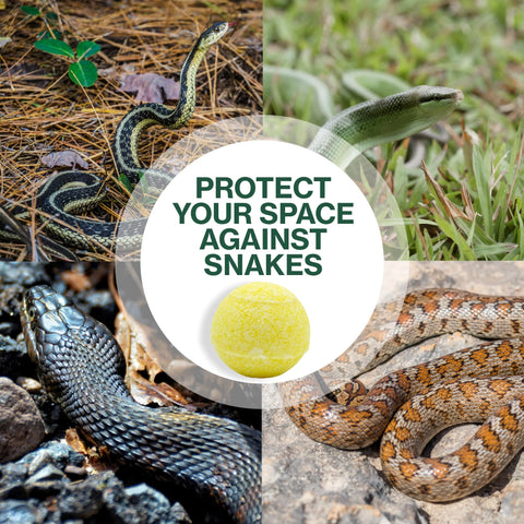 Greenbase snake-repellent-ball near shed creates long-lasting scent barrier in yard.
