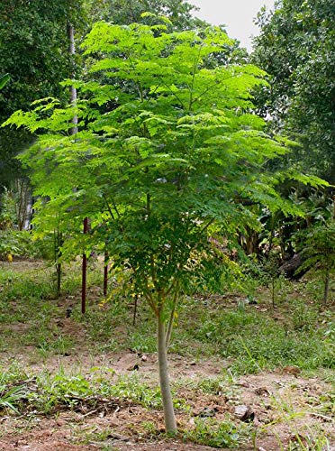 GreenCreator 25-seeds-pack ready for planting and rapid growth.