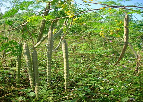 GreenCreator moringa-seedling-young-tree shown during early growth phase.