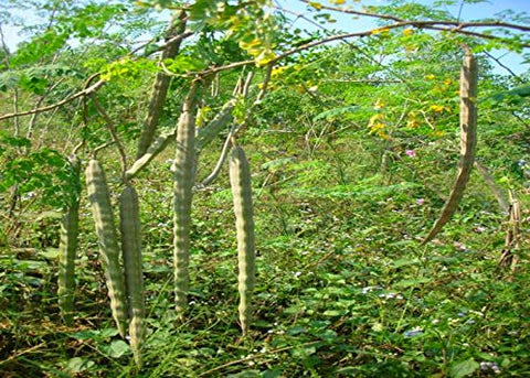 GreenCreator moringa-seedling-young-tree shown during early growth phase.