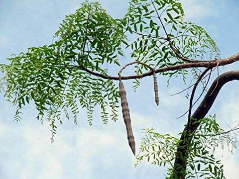 GreenCreator tree-pruning-harvest demonstrates easy top-cut harvesting.
