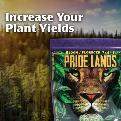 GreenGro Pride Lands Bloom buds thriving after bloom fertilizer use.