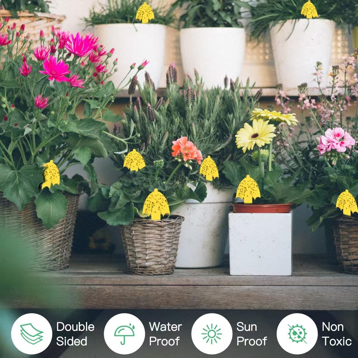 Greenkeeper Ver 2.0 yellow gnat traps used in garden or greenhouse for targeted attraction